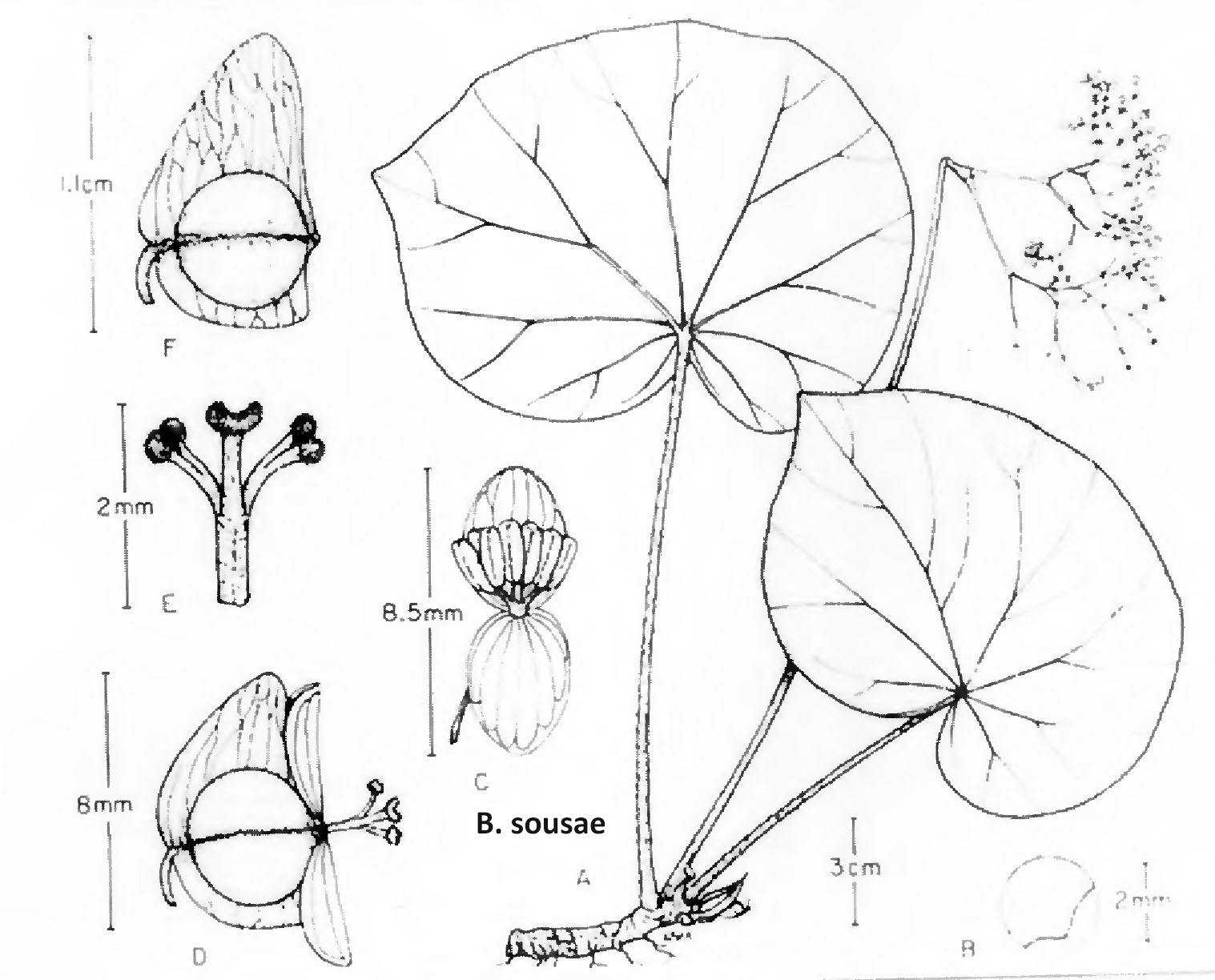 B. sousae